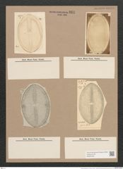 Navicula praetexta Ehr. (de-Toni-Nr.: Genus 1, Species 362) Zeichnungen Sammlung Grunow Nr. 810 (NHMW-BOT-W0367235)